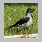Corvus corone cornix - Nebelkraehe wien-a 01.jpg